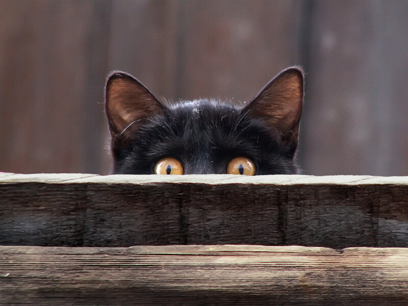 black cat peeking over fence
