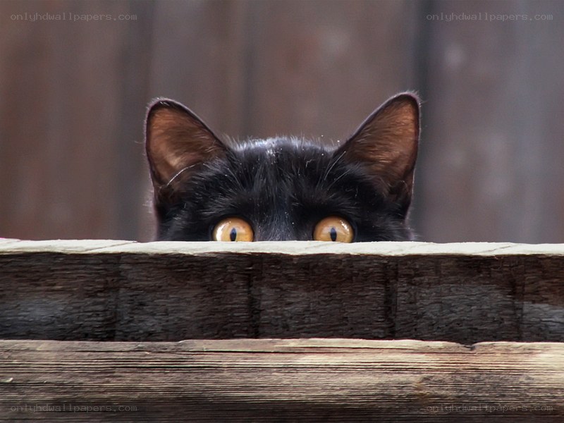 black cat peeking over fence