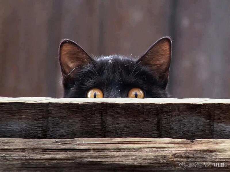 black cat peeking over fence