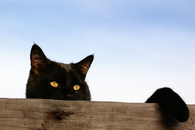 Black Cat Peeking over Fence — Curious, Afternoon