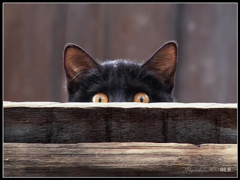 Black Cat Peeking over Fence — Curious, Photograph