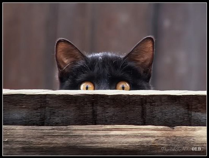 Black Cat Peeking over Fence — Curious