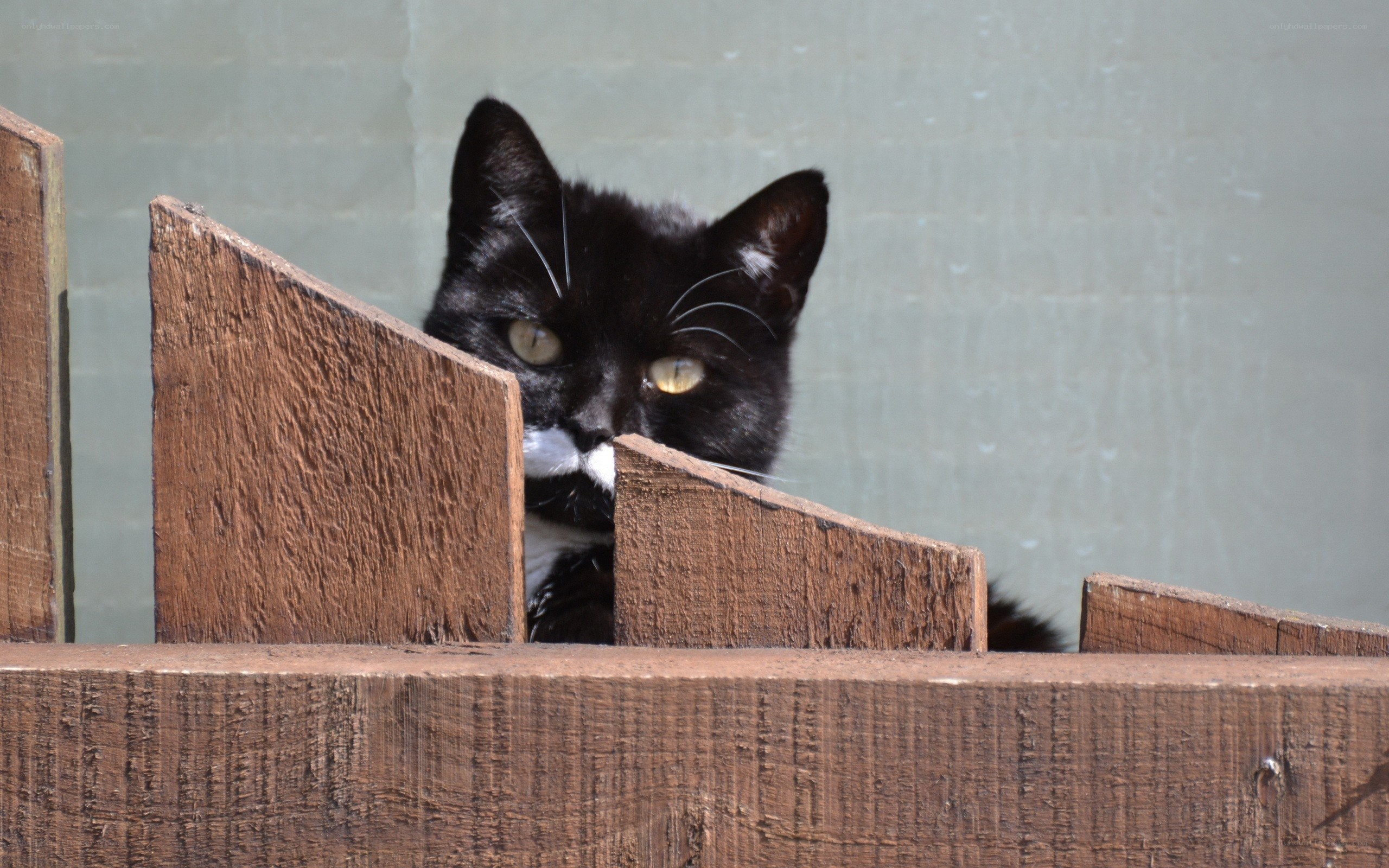 black cat peeking over fence