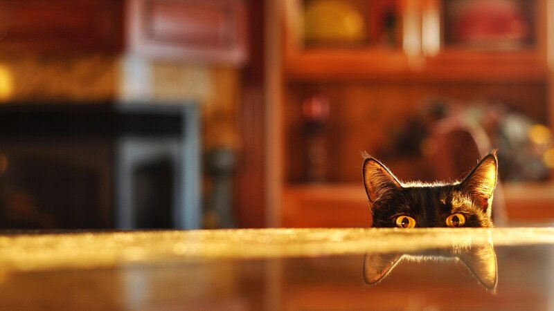 Black Cat Peeking over Table — Brown, Curious, Sunset, Photograph