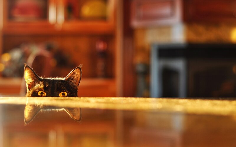 Black Cat Peeking over Table — Brown