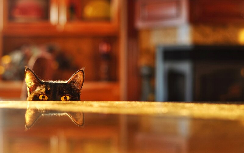 Black Cat Peeking over Table