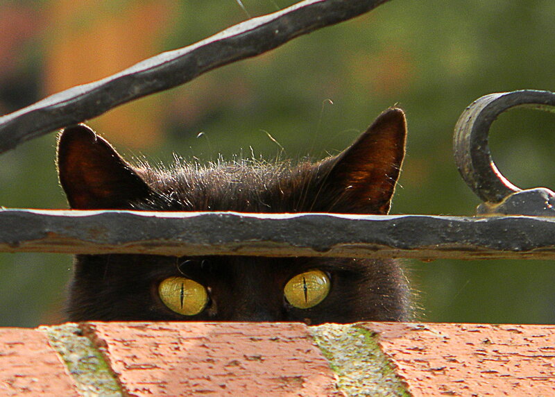Black Cat Peeking over Wall