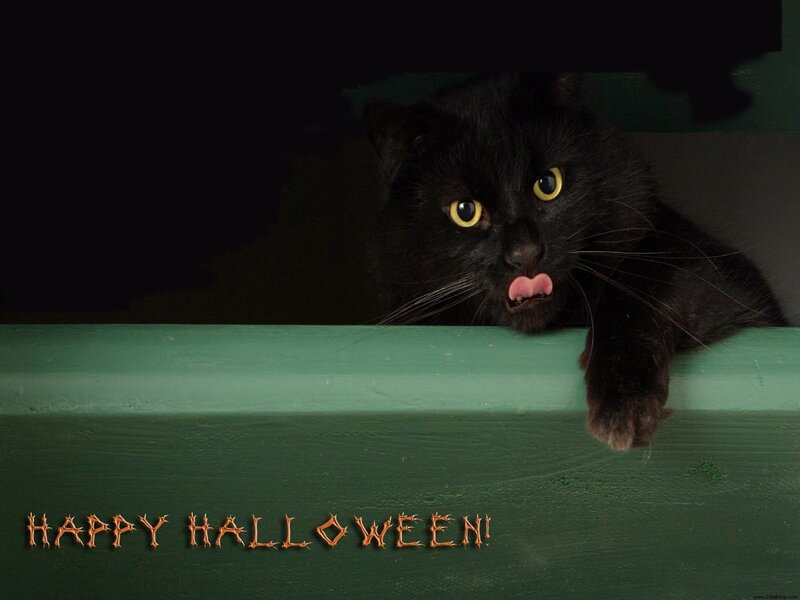 Black Cat Peeking — Playful, Photograph