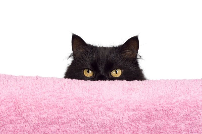 Black Cat Peeking — Playful
