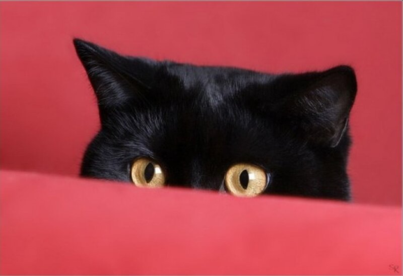 Black Cat Peeking — Red