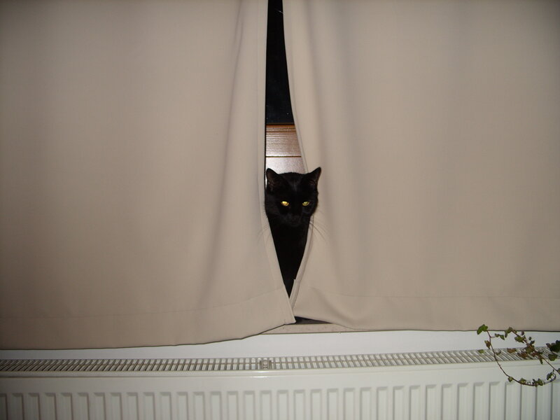 Black Cat Peeking Through Curtain