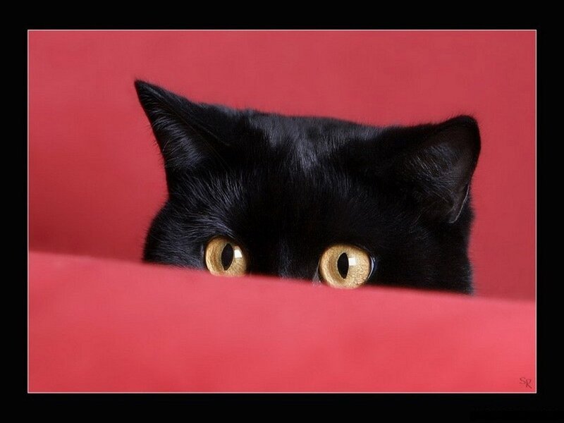 Black Cat Peeking
