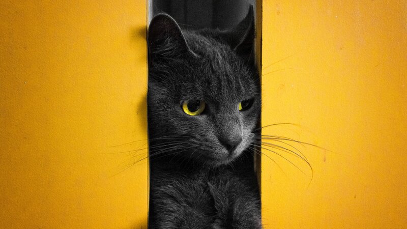 Black Cat Peeking — Yellow, Curious