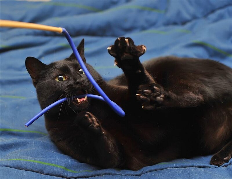 Black Cat Playing