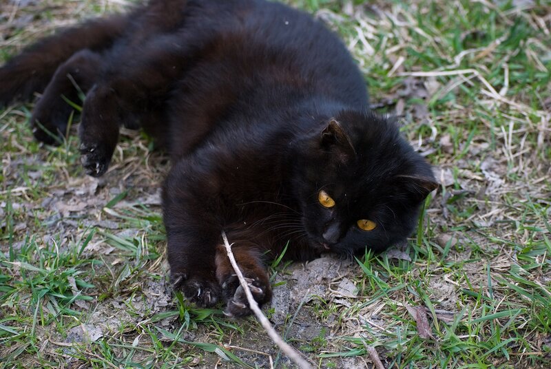 black cat playing with stick