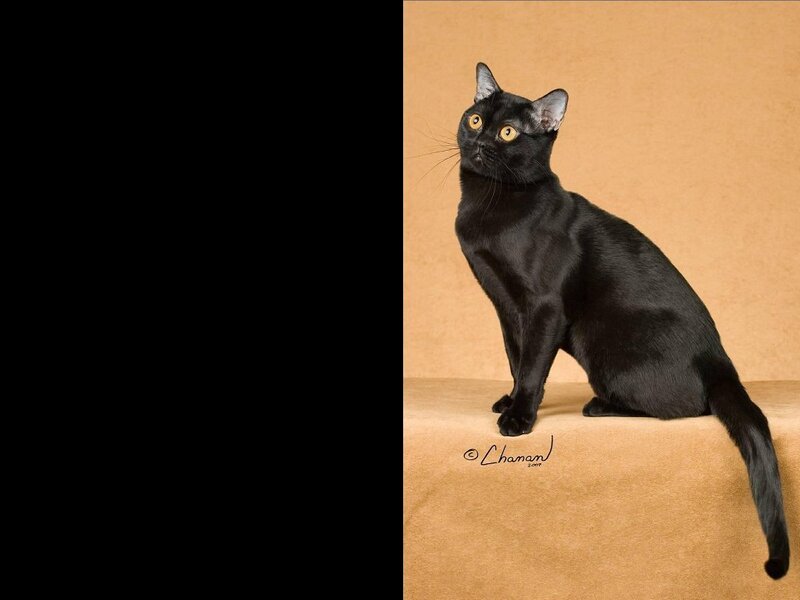 black cat portrait