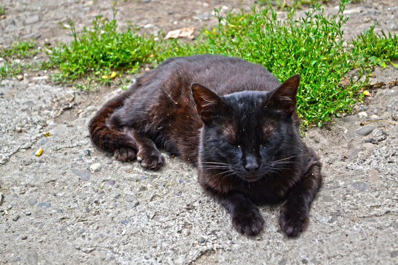 Black Cat Resting — Calm, Afternoon
