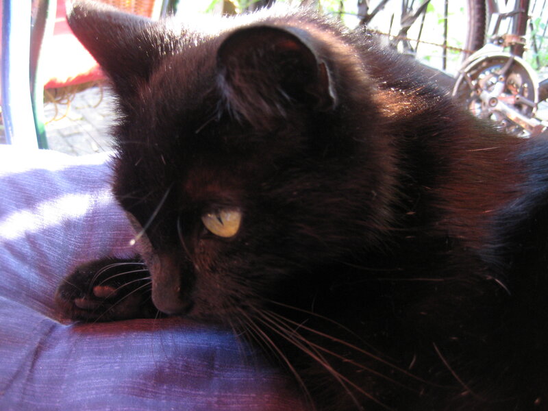 Black Cat Resting — Calm