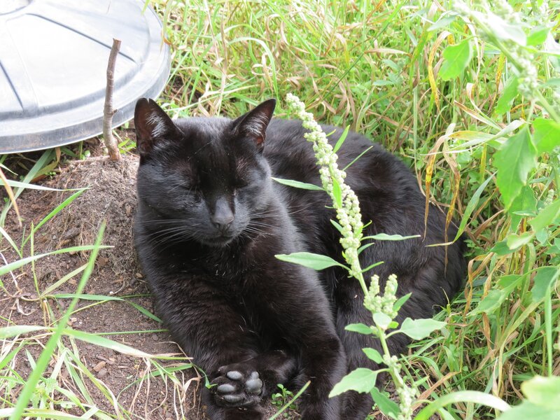 Black cat resting in grass