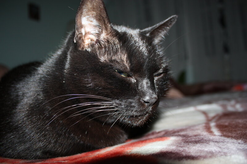 black cat resting on blanket