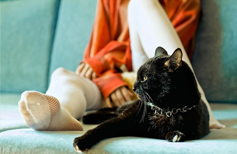 Black cat resting on couch