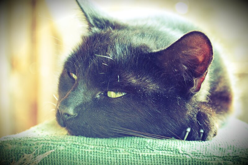 black cat resting on green fabric