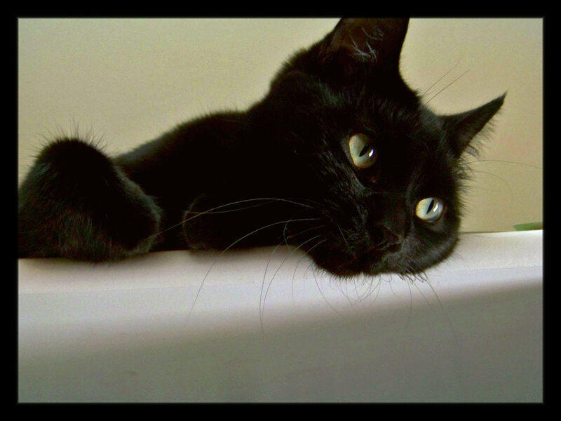 black cat resting on surface