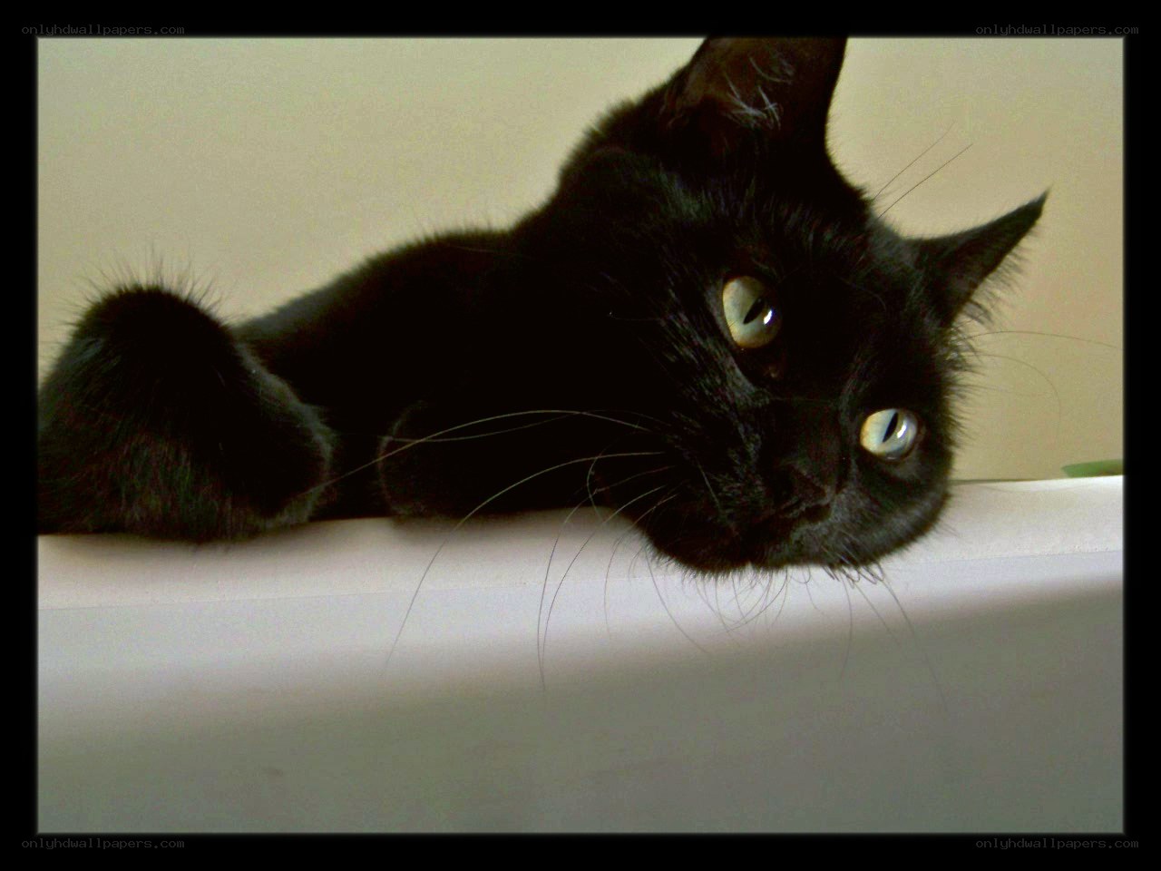 black cat resting on surface