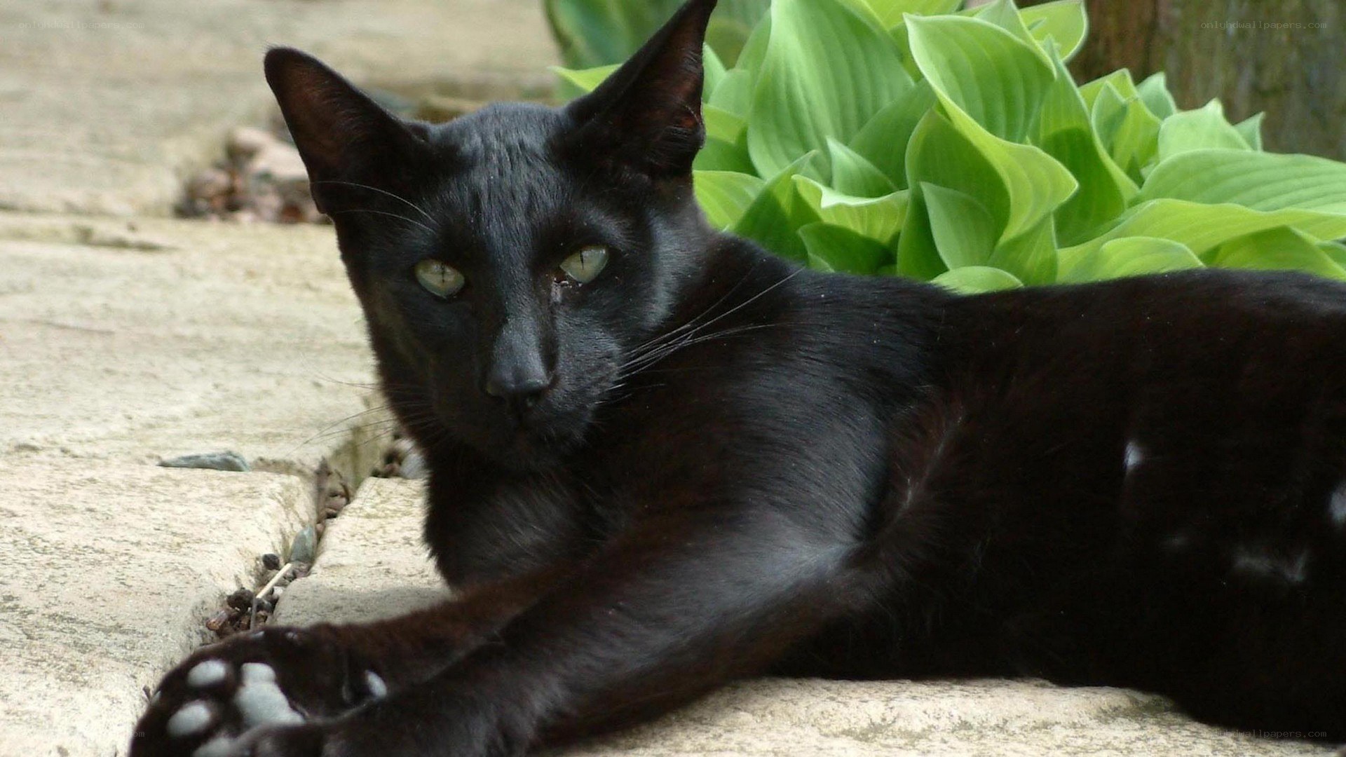 black cat resting outdoors