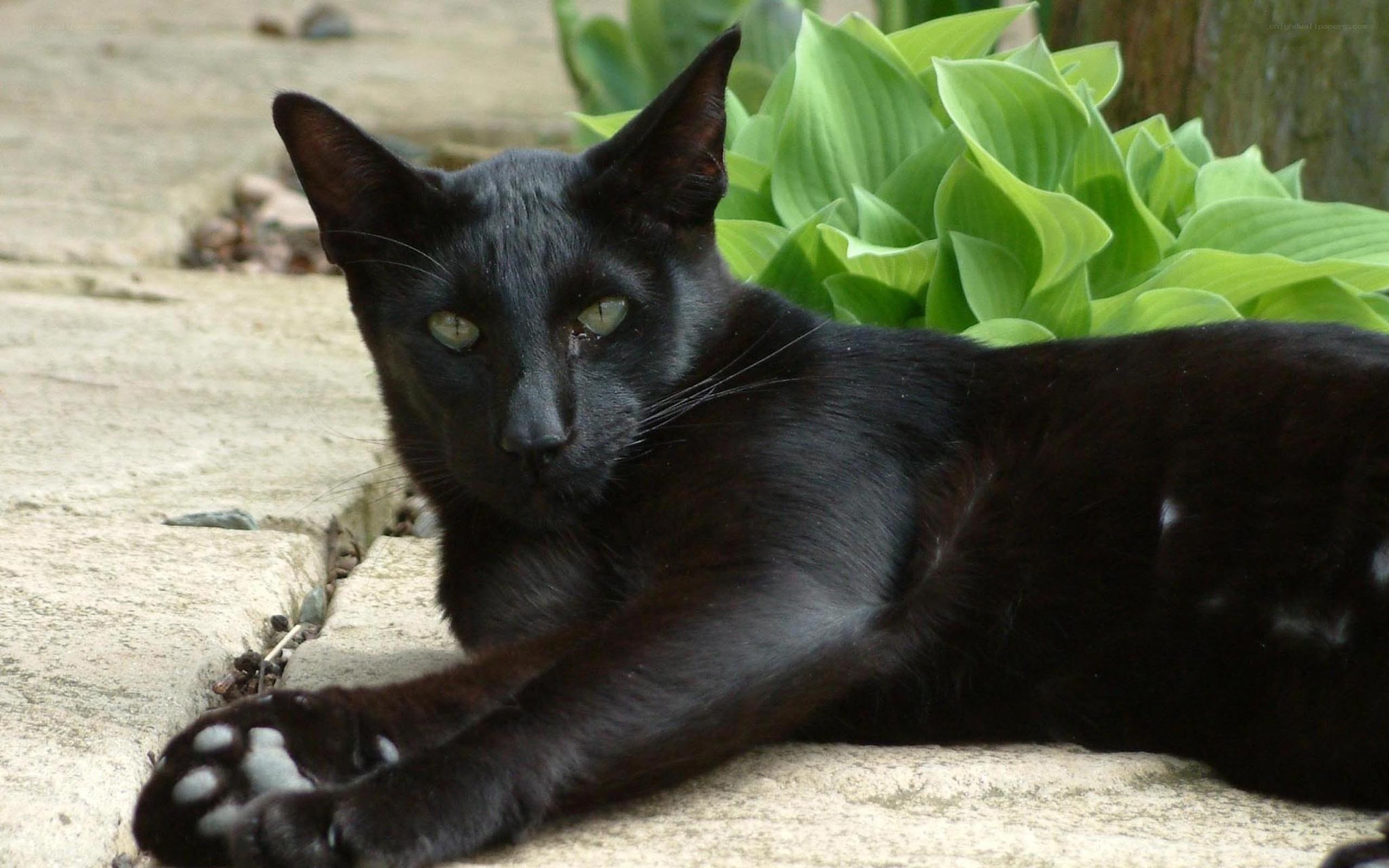 black cat resting outdoors
