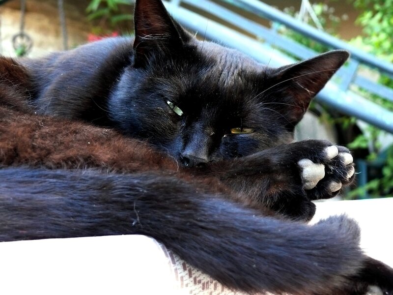 Black cat resting peacefully