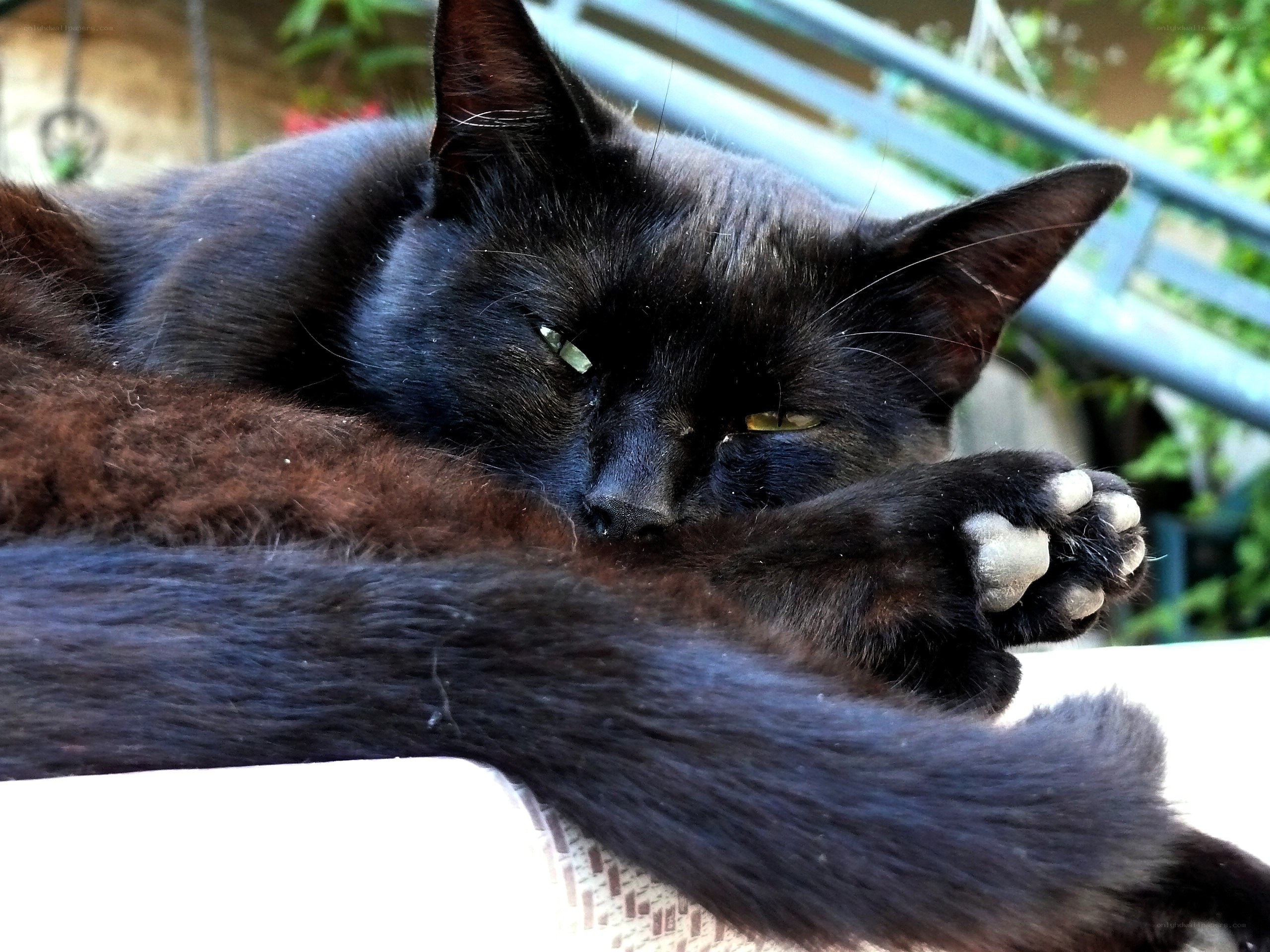 Black cat resting peacefully