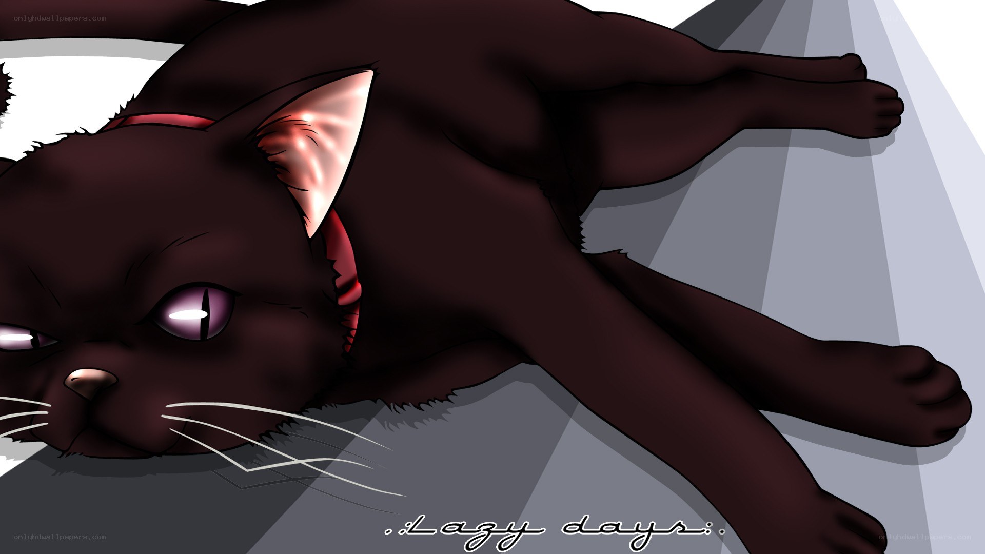 black cat resting