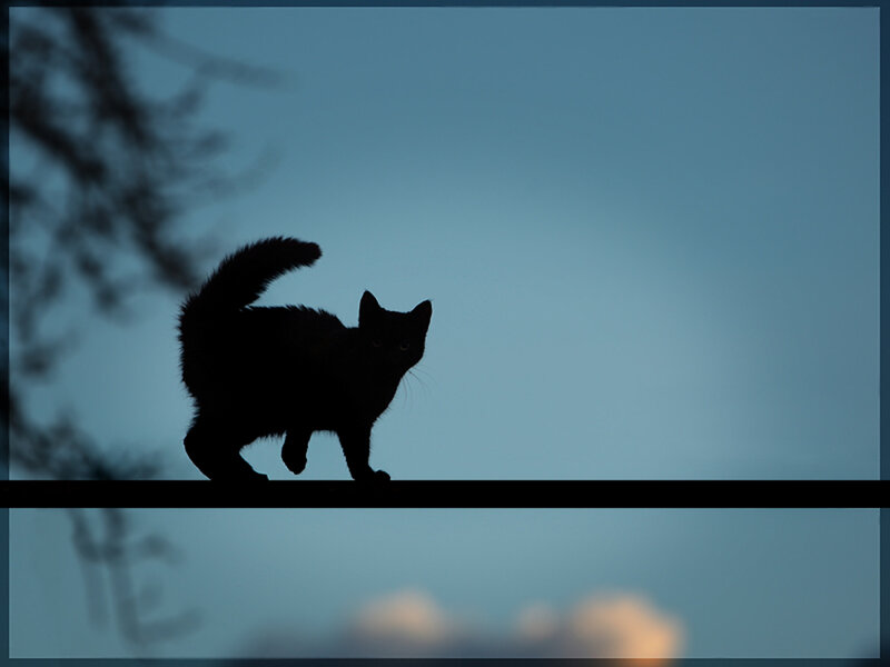 Black Cat Silhouette — Blue, Dramatic, Sunset