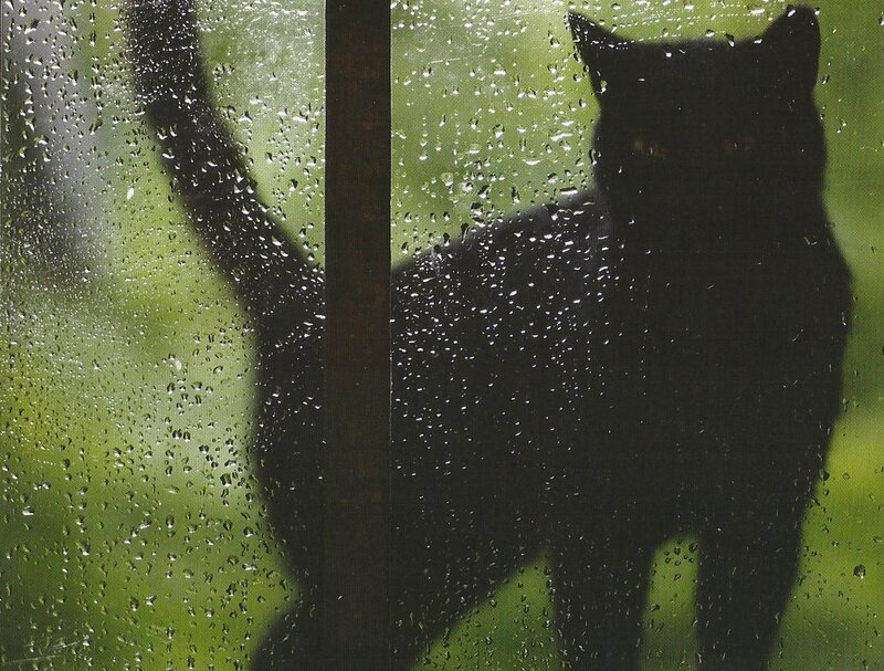 Black Cat Silhouette — Moody