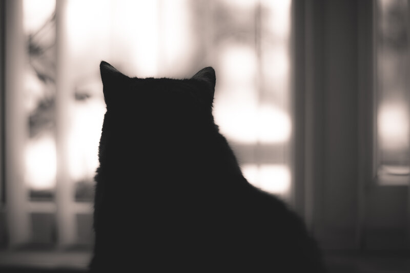 Black Cat Silhouette — Serene