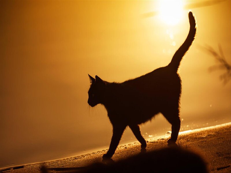 Black Cat Silhouette — Yellow, Dramatic