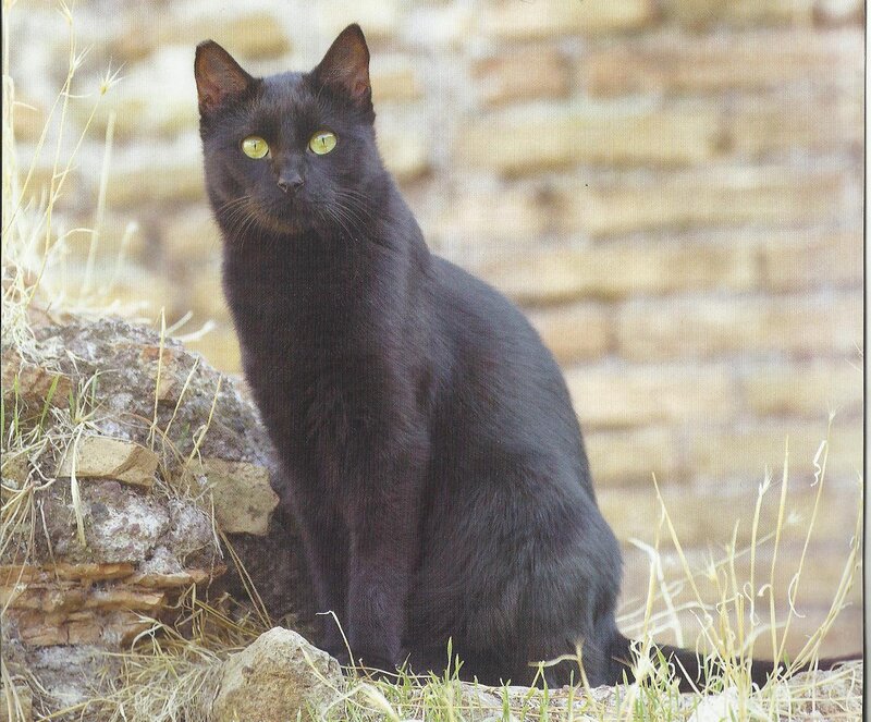 Black Cat Sitting — Calm, Afternoon, Photograph, Rock