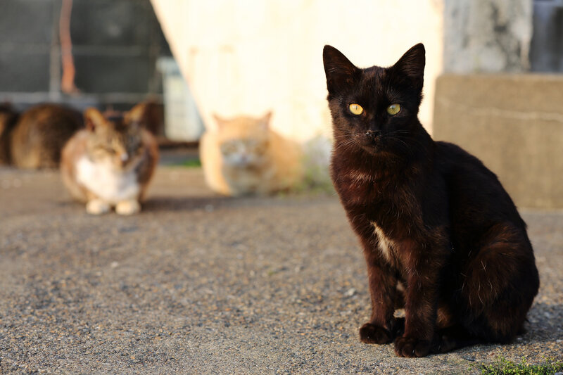 Black Cat Sitting — Calm, Afternoon, Photograph