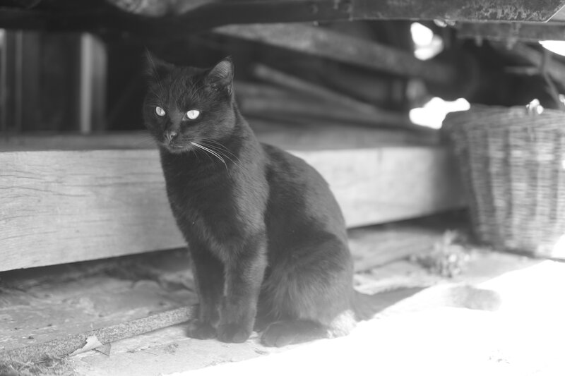 Black Cat Sitting — Calm, Afternoon, Photograph, Wooden Beam