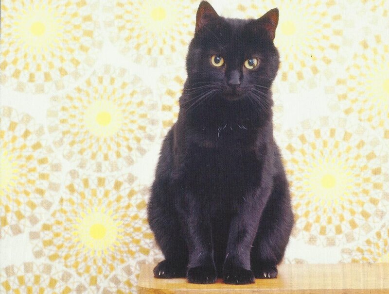 Black Cat Sitting — Calm, Photograph, Patterned Wall
