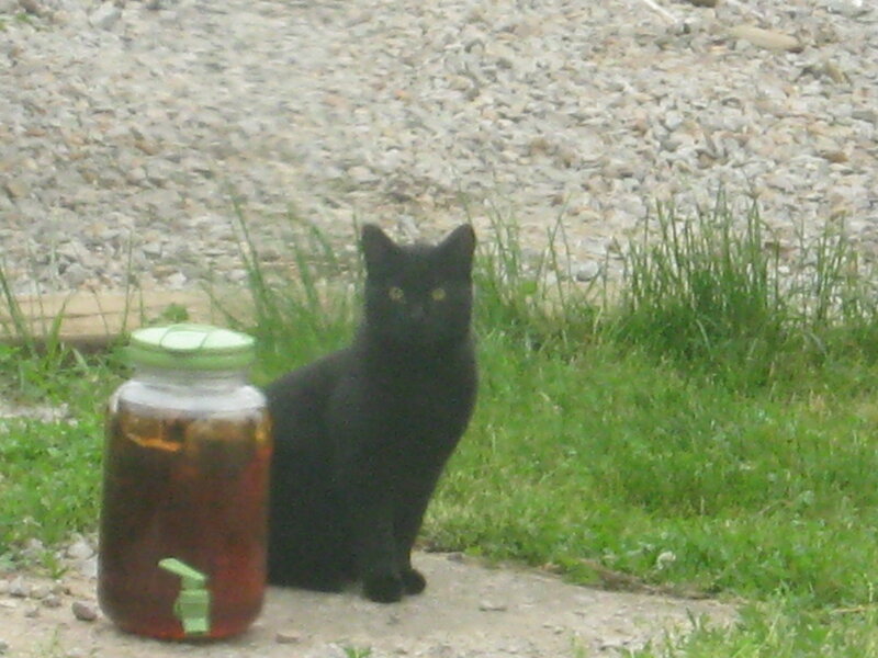 Black Cat Sitting — Calm, Photograph