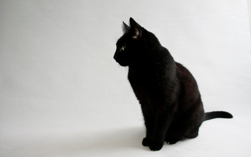Black Cat Sitting — Calm, Photograph, White Background