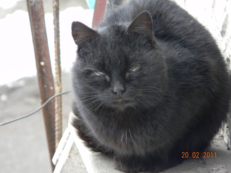 Black Cat Sitting — Calm, Winter