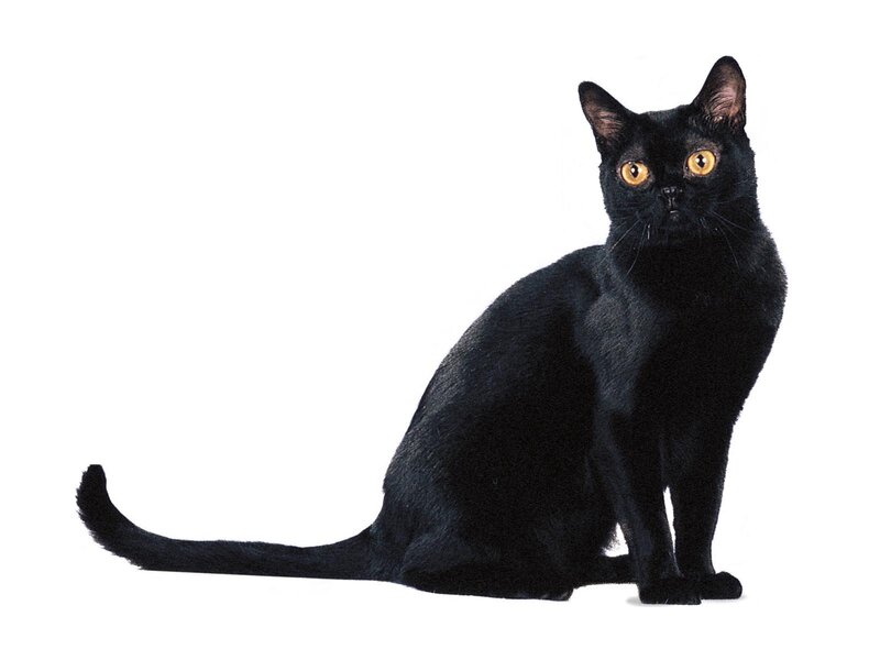 Black Cat Sitting — Neutral