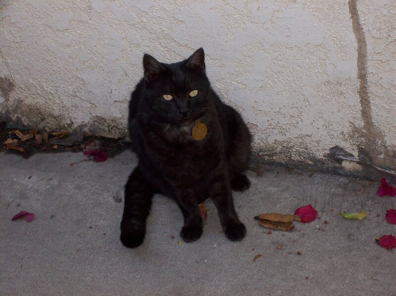 black cat sitting on concrete