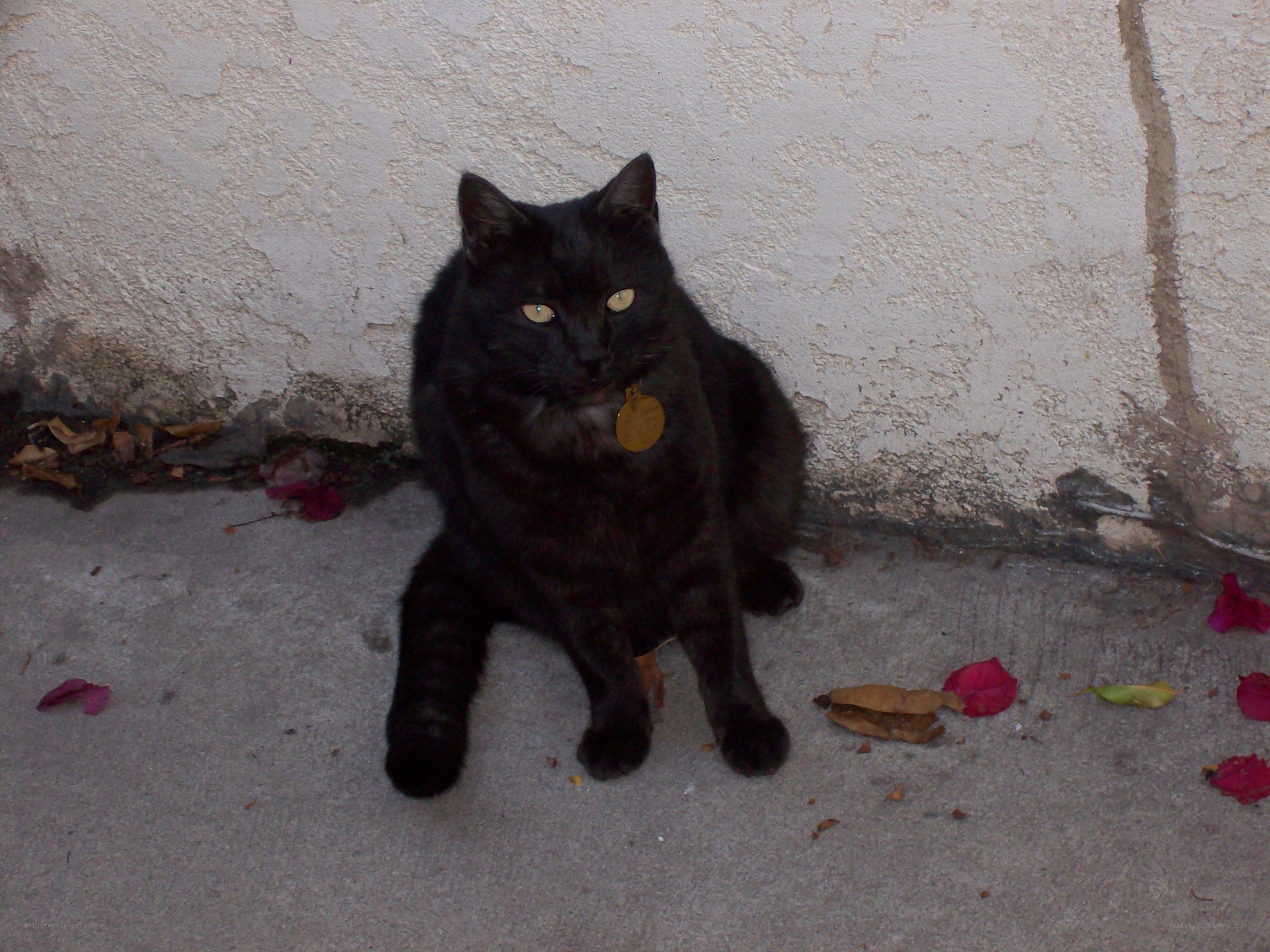 black cat sitting on concrete
