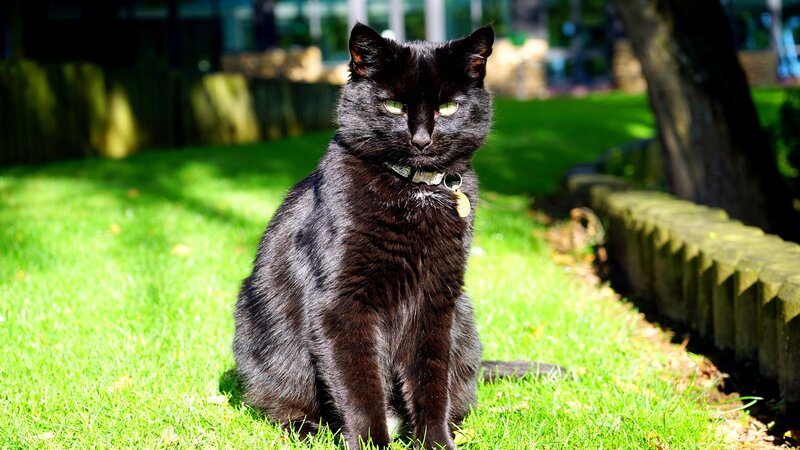 Black cat sitting on grass