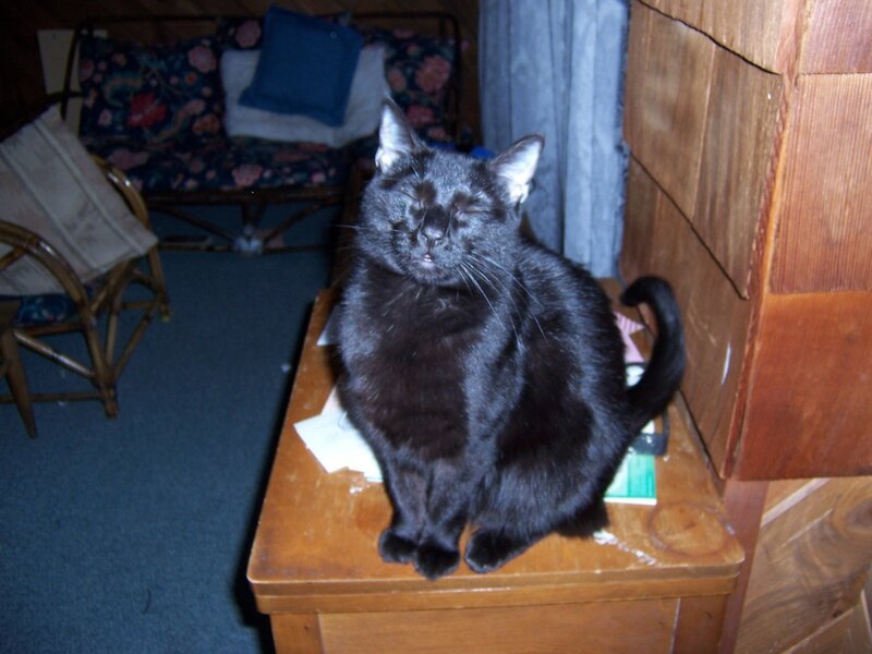 black cat sitting on table