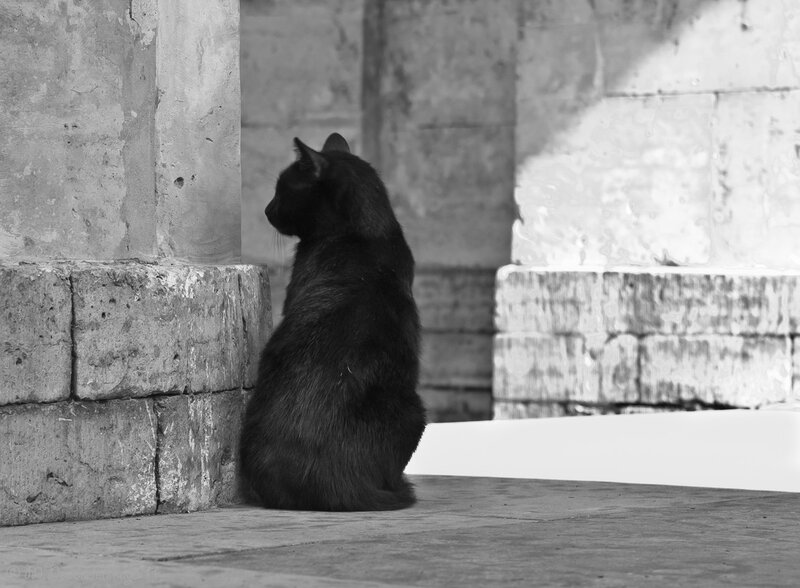 Black Cat Sitting — Serene